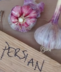 IMG_20160728_151339259