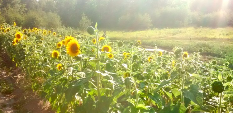 IMG_20160809_180257697