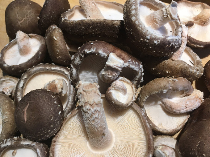 Shiitake